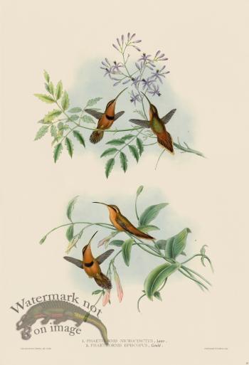 Gould Hummingbird 039